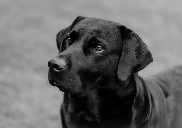 What is National Pet Month 2024