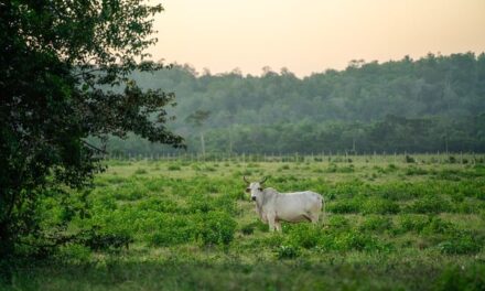 Exploring the Rural Realities and Charms of “Clarkson’s Farm”: A Comprehensive Review