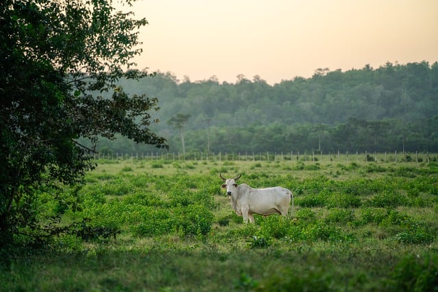 Exploring the Rural Realities and Charms of “Clarkson’s Farm”: A Comprehensive Review