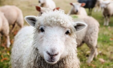 Unveiling the Green Revolution: Exploring the Diddly Squat Farm by Jeremy Clarkson