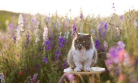 Making the Most of May Bank Holiday: A Guide to Choosing Your Perfect Getaway