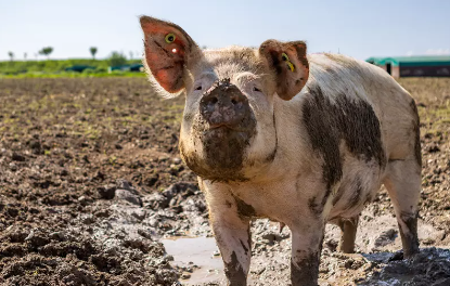RSPCA Assured issues important advice to farmers as temperatures soar
