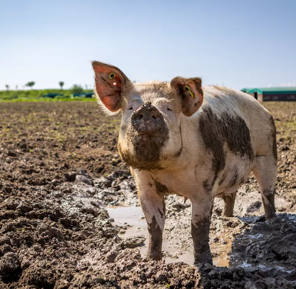 RSPCA Assured issues important advice to farmers as temperatures soar