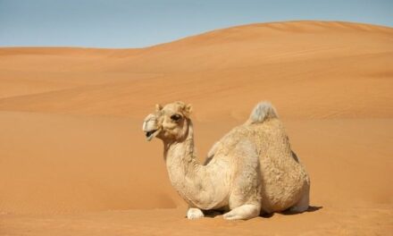 What are some great work hump day jokes?