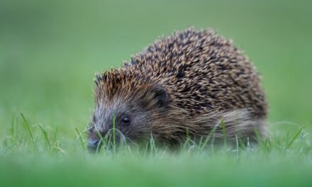 The Decline of Hedgehogs in the UK: How the North East of England Can Help Save Them