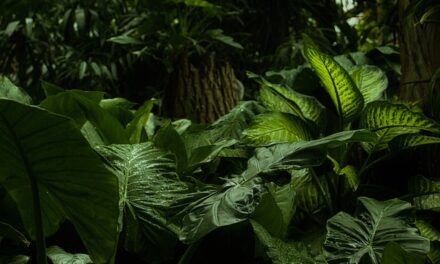 The Jungle Awaits: Meet the Cast of I’m A Celebrity…Get Me Out of Here! 2024