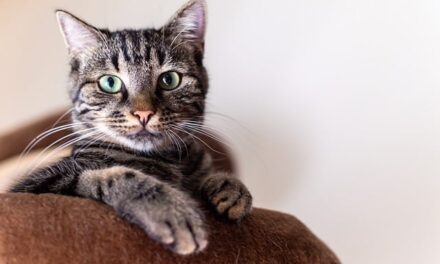 Cat Jokes of the Day…