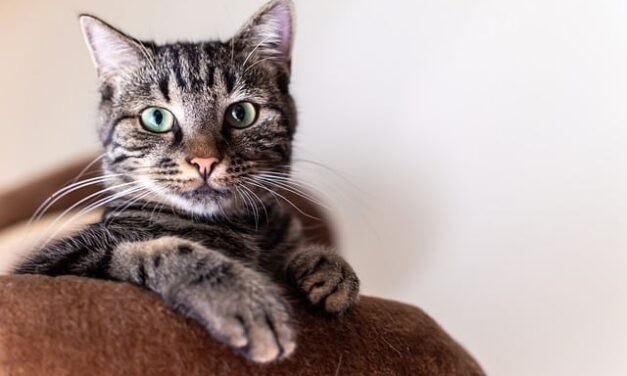 Cat Jokes of the Day…