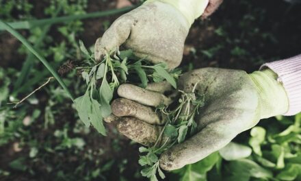 5 Tips for keeping your Garden Health when the weather gets cold