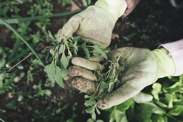 5 Tips for keeping your Garden Health when the weather gets cold