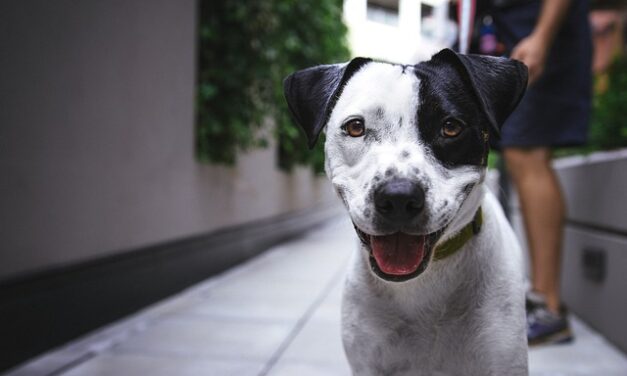 Some New Dog Jokes…