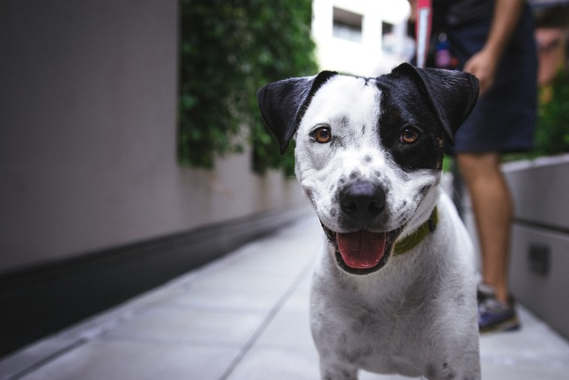 Some New Dog Jokes…