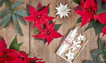 Poinsettias keep the Christmas Spirit Blooming