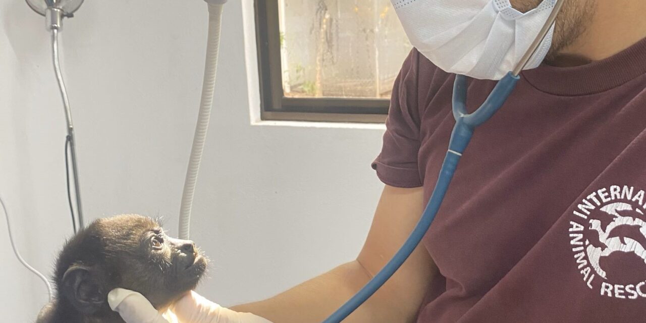 More ‘Pura Vida’ Less Electrocution  This World Monkey Day – International Animal Rescue Highlights the Urgent Action Needed to Halt Electrocutions of Costa Rica’s Endangered Howler Monkeys