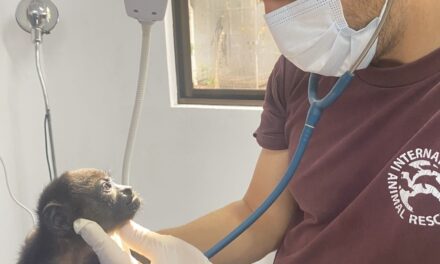 More ‘Pura Vida’ Less Electrocution  This World Monkey Day – International Animal Rescue Highlights the Urgent Action Needed to Halt Electrocutions of Costa Rica’s Endangered Howler Monkeys
