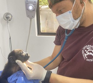 More ‘Pura Vida’ Less Electrocution This World Monkey Day – International Animal Rescue Highlights the Urgent Action Needed to Halt Electrocutions of Costa Rica’s Endangered Howler Monkeys