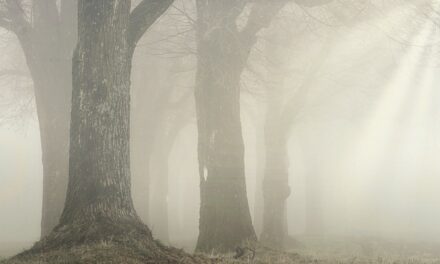 What fun things to do with kids on a foggy day?