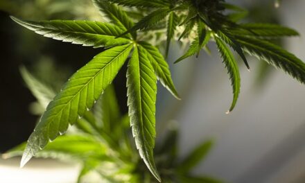 Understanding Medical Cannabis Regulations in the UK