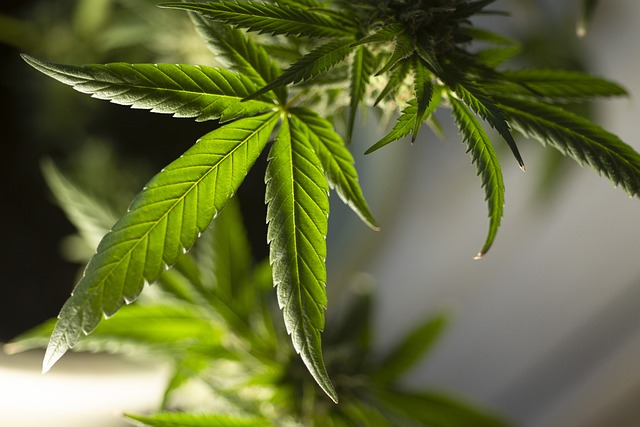 Understanding Medical Cannabis Regulations in the UK