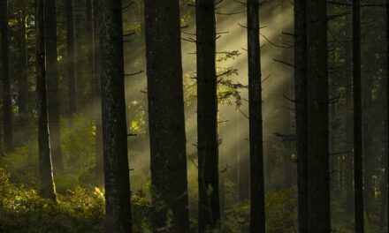 The Crow Girl: A Dark and Gripping Psychological Thriller