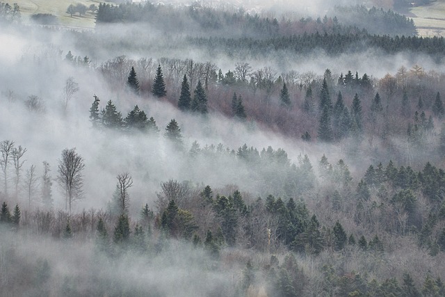 Driving in Foggy Weather: Tips for Staying Safe on the Road