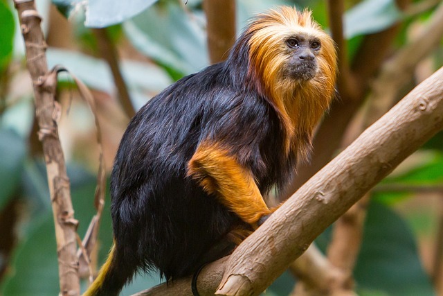 Chester Zoo to Launch Luxury Safari Lodges for Immersive Wildlife Experience