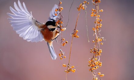 The Big Schools Birdwatch 2025: Inspiring the Next Generation of Conservationists