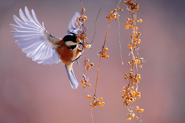 The Big Schools Birdwatch 2025: Inspiring the Next Generation of Conservationists