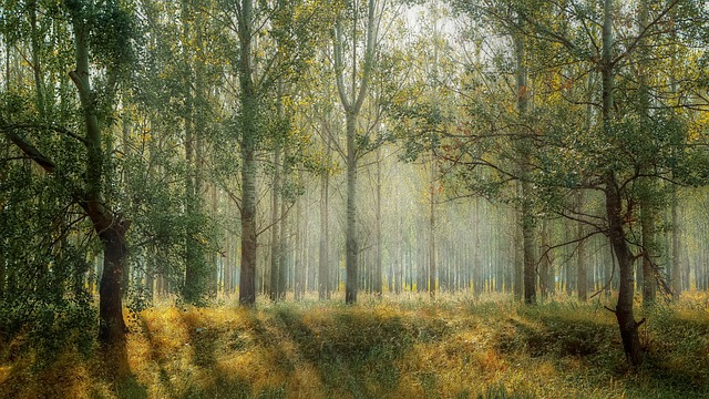 Exploring Grizedale Forest: Nature, Adventure, and Art in the Heart of the Lake District