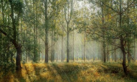 Kielder Forest: England’s Vast Wilderness and Stargazing Haven