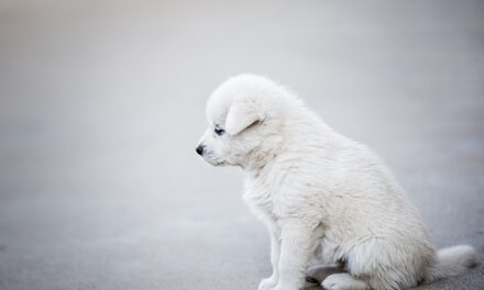 Fun and Safe Things to Do with Your Dog in February