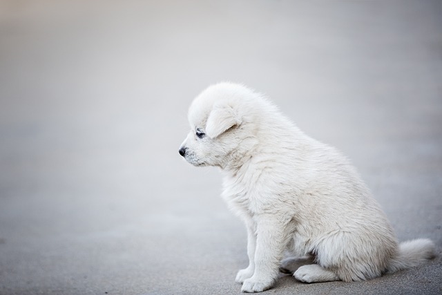 Fun and Safe Things to Do with Your Dog in February