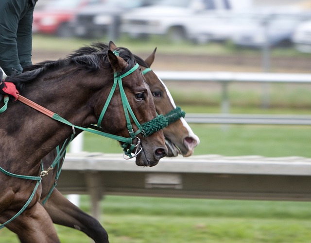 Ultimate UK Horse Racing Preview – Tuesday, February 18, 2025: Racecards, Betting Tips & Expert Analysis