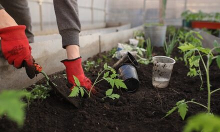 How to Get Your Garden Ready for Summer