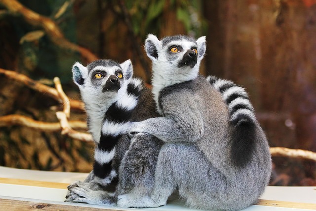 Hertfordshire Zoo: A Wildlife Wonderland in the Heart of England