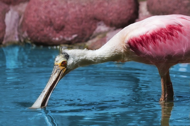 Discover the Magic of Tropical Birdland: A Hidden Gem in Leicestershire