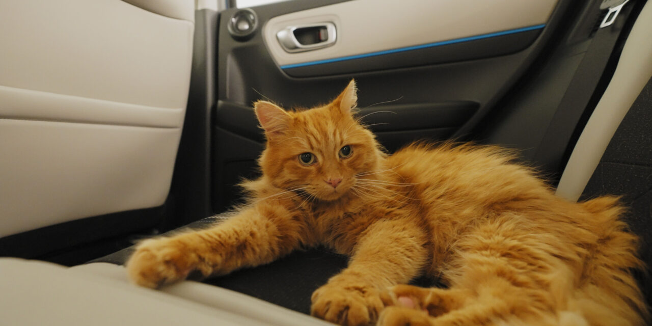 Honda launches the purr-fect technology for cat lovers, Catnip Car Seats