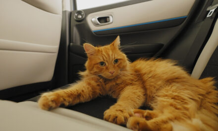 Honda launches the purr-fect technology for cat lovers, Catnip Car Seats