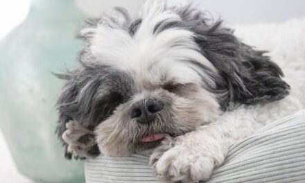 Celebrate National Pet Month 2025: Honoring the Companions Who Make Life Better