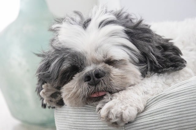 Celebrate National Pet Month 2025: Honoring the Companions Who Make Life Better
