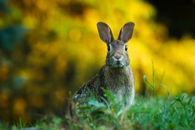 How to Get Ready for Easter: A Joyful Guide for Every Kind of Celebration