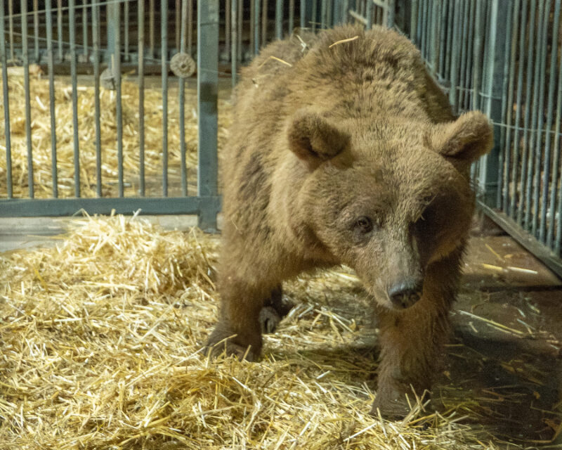 Bear Rescue – Family of bears rescued from residential home by torchlight