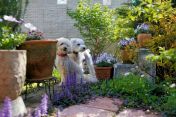 Could You Have a Chelsea Flower Show Dog Garden?  Top Tips For The Perfect Yellow Dog Garden !