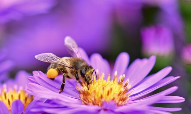 Garden Wildlife Week 2025: Celebrating Nature in Your Own Backyard