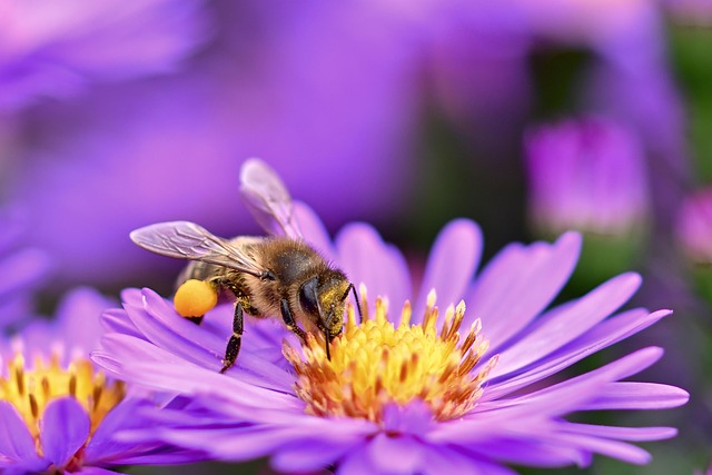 Garden Wildlife Week 2025: Celebrating Nature in Your Own Backyard