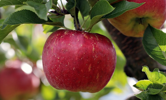 Oak Apple Day 2025: Celebrating Royal Restoration and English Tradition