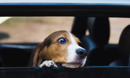 Steer clear of hot dogs as temperatures soar, says GEM