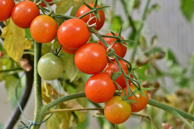tomato photo