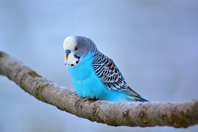 budgie photo