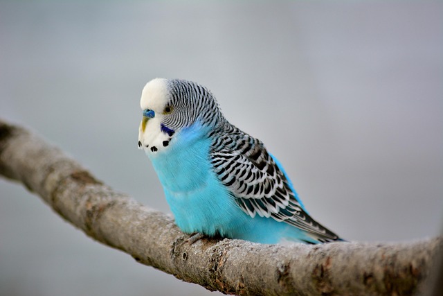 Love All Budgies Day 2025: Celebrating Our Feathered Friends with Affection and Awareness